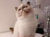 Chatterie Douce Du Coton Blanc