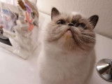 Chatterie Douce Du Coton Blanc