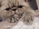 Chatterie Douce Du Coton Blanc
