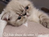 Chatterie Douce Du Coton Blanc