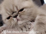 Chatterie Douce Du Coton Blanc