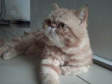 Chatterie Douce Du Coton Blanc