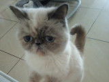 Chatterie Douce Du Coton Blanc