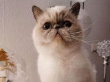 Chatterie Douce Du Coton Blanc