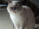Chatterie Douce Du Coton Blanc