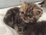 Chatterie Douce Du Coton Blanc