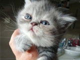 Chatterie Douce Du Coton Blanc