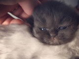 Chatterie Douce Du Coton Blanc
