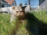 Chatterie Douce Du Coton Blanc