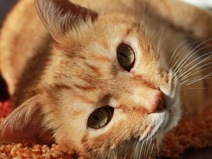 Animaux-services