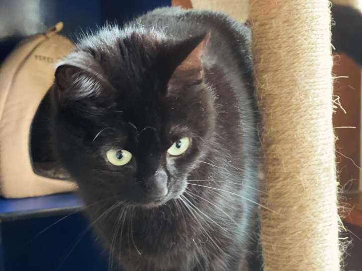 O' chat perché