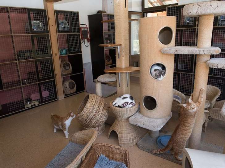 Chat l'heureux
