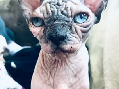 O Sphynx D Orges Elevage De Sphynx A Rouen