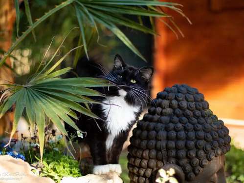 Kot Baioun Elevage De Siberien A Belcodene