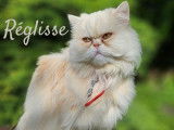 Entente Animale