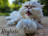 Entente Animale