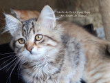 Sibelle