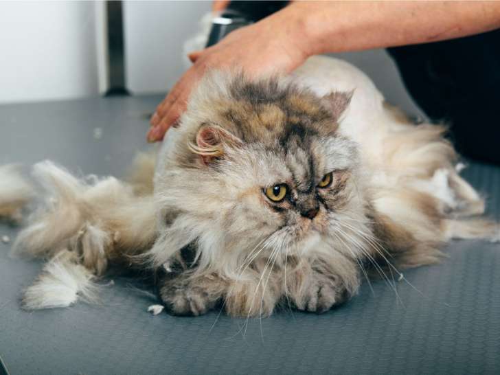 Patte de peluche