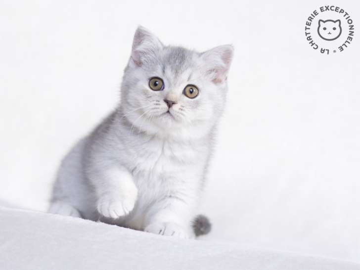 La Chatterie Exceptionnelle