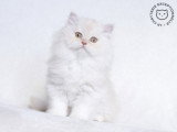 La Chatterie Exceptionnelle