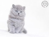 La Chatterie Exceptionnelle