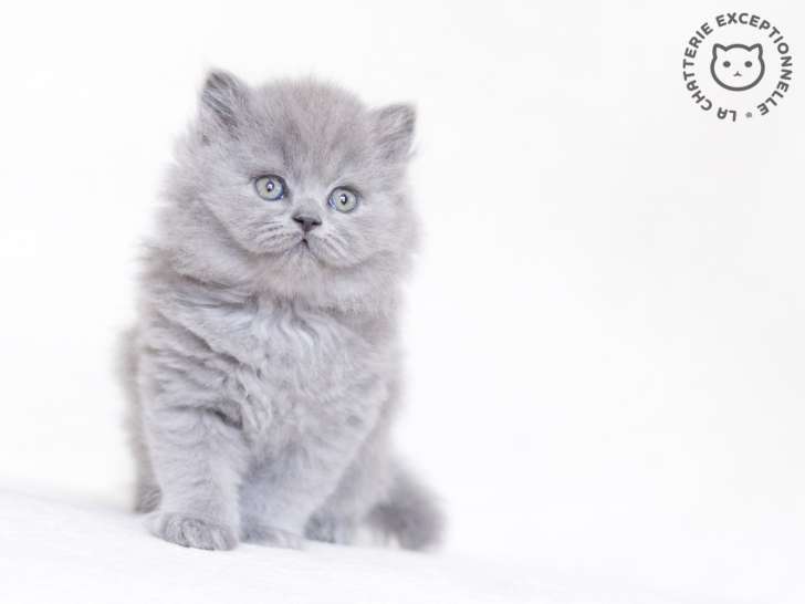 La Chatterie Exceptionnelle