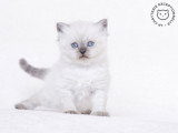 La Chatterie Exceptionnelle