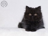 La Chatterie Exceptionnelle