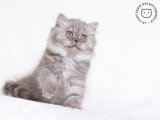 La Chatterie Exceptionnelle