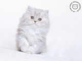 La Chatterie Exceptionnelle
