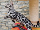 Beauty Wild