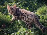 Beauty Wild