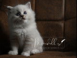 Mimidoll’s Apollon Blue Lynx Mitted