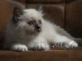 Mimidoll’s Arlequin Seal Mitted