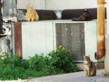 Chats vivant sur site