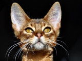 Chatterie des Minocs d'Armor
