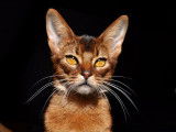 Chatterie des Minocs d'Armor