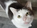 Adopt Forever
