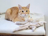 Adopt Forever