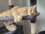 Adopt Forever