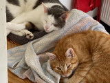 Adopt Forever