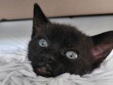 Adopt Forever