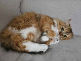 Adopt Forever