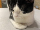 Adopt Forever