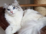 Chatterie de Felineland