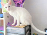 Chatterie des Temples d'Orient