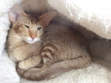 Chatterie des Temples d'Orient