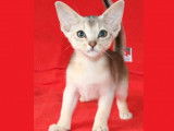 Chaton Silver