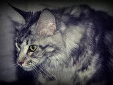Ops - Black Silver Blotched Tabby