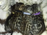 Cadillacbengal